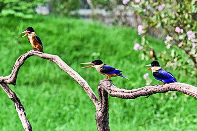 《质量效应》N7主题XSX|S有线手柄已开启预购